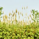 딩켈언덕 이미지