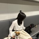 [남부터미널 애견카페] 사람의 손길로 회복 중인 유기견 애견카페 &#39;꽃길걷개&#39;