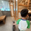 한내로72번길 | 청라 “묘하당” 고양이카페 후기｜아이와 함께 고양이랑 강아지 만나고 온 날