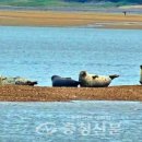 점박이 물범가족 이미지