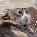 겨울나는나비 동물병원 이미지