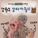 아이월드 | 강원도 겨울여행 추천 아이와 알파카월드 다녀온 후기