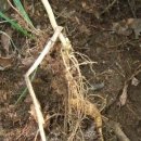 고려산삼 이미지