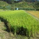 전인순농장 이미지