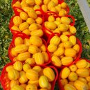 황토꿀벌농장 | 유구환 고당도 성주 꿀참외농장👨‍🌾당일수확👉당일배송🚀