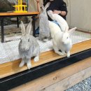 북문로2(남) | 부산 금정산성 카페 추천 “설지아” 토끼 먹이주기 되는 이색 카페