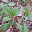 삼포농장 이미지