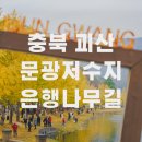 주남저수지 단풍나무화장실 | 괴산 문광저수지 은행나무길 실시간 단풍 현황 (주차/포토존)