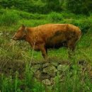 고향의 여름 이미지