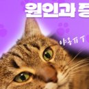 석적동물병원