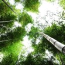 대금 및 소금 이미지