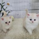 고양이전문점 허니캣 이미지