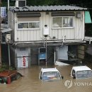 도리1천 이미지