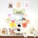 포우포우 반려견 유치원 이미지