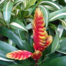 아나나스 이미지
