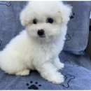 도그마루 이미지