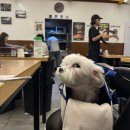 성산 애견농장 이미지