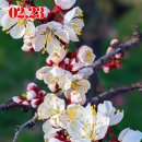 살구꽃(Prunus) 이미지
