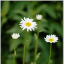 달맞이팬션 이미지