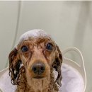 알로하 강아지유치원 호텔 이미지