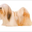 라사 압소(Lhasa Apso) 이미지