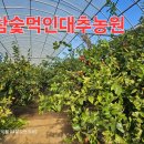 참숯먹인대추농원 이미지