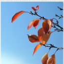 부평공원 Daum카페