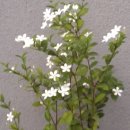 산목 이미지