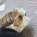 그루밍 블라썸 이미지