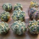 선인장 뿌리 내리기... Gymnocalycium buenekeri .variegata 이미지