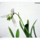 스노우드롭 이미지