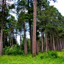 레드파인 이미지