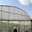 대신삼겹살 2 | 울산 비닐하우스 미나리삼겹살 맛집 척과 대신미나리 주말 방문 후기