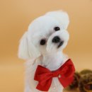 팡앤뭉치 이미지