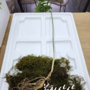 봉화산삼