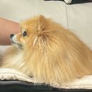 조이 인터넷  P.C방 | 미국 워싱턴 밴쿠버 여행 엄마랑 8년만에 미국 할머니 뵈러, 고난의 연속 [2025 | 12-3]