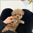 퍼피애견샵 | 인천애견샵 추가비용 없는 퍼피에몽