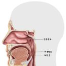 하나이비인후과병원 이미지