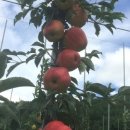 하늘재농장 이미지