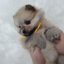 댕댕 일번가 이미지