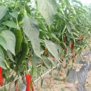 초월농장 이미지