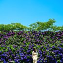 동광리-19 이미지