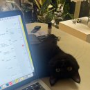 고양이분양 반하나캣 이미지