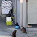 게티하우스 | 🚗 초보운전 여자 혼자 미국 여행 🇺🇸 LA (3) 게티센터, 할리우드 명예의 거리, 멜로즈스트리트, 크립토닷컴