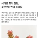 가을플라워스타일링 | 플라워 플랫폼 추천 💐 일상이 달라지는 생화 한 다발, 어니스트플라워 가을꽃 구매후기🍁🍂할로윈 믹스 추천