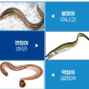 하마 장어