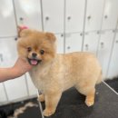 스마일애견미용 이미지