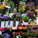 경기꽃화훼 이미지