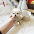 유니독 강아지분양 영등포동작점 | 영등포 푸피츠분양 찾기 힘드셨죠? 유니크한 소형 반려견은 유니독