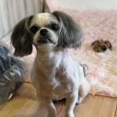 댕댕이 미용실 이미지